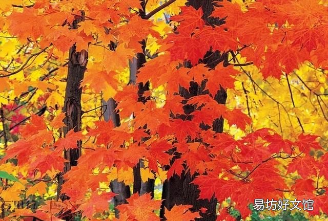 男人最大的魅力是什么