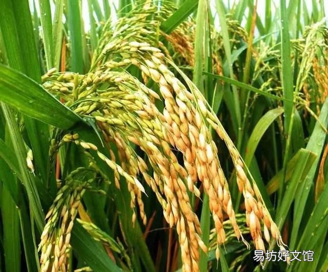 什么是粳米,什么叫粳米啊