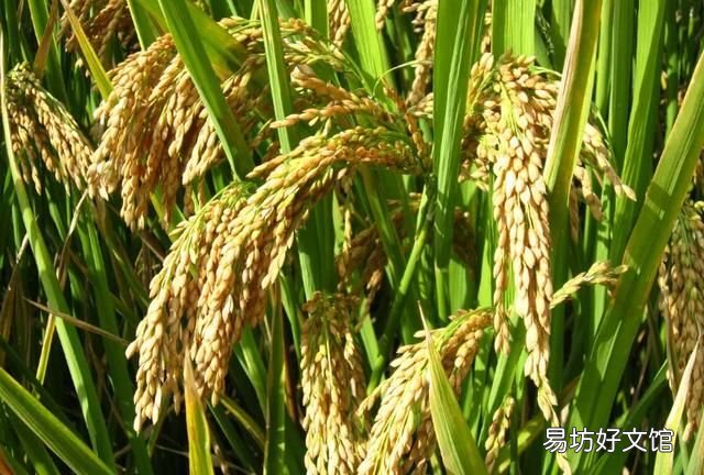 什么是粳米,什么叫粳米啊