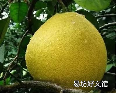 蜜柚的保质期有多长呢,福建红心蜜柚保质期多久