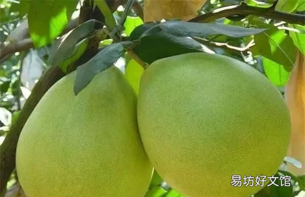 蜜柚的保质期有多长呢,福建红心蜜柚保质期多久