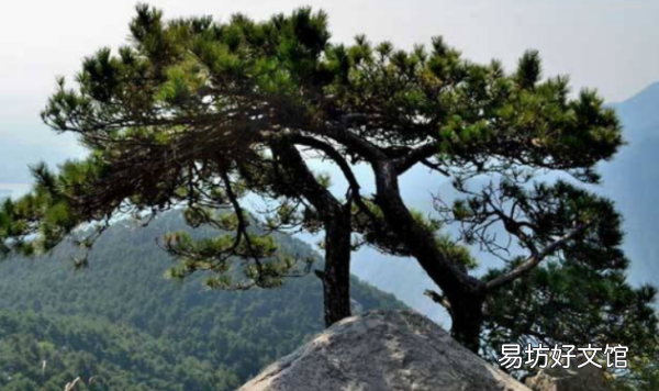 白皮松会落叶,松树为什么不落叶子