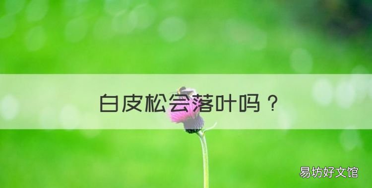 白皮松会落叶,松树为什么不落叶子