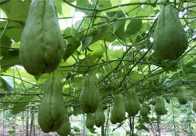 如何挑选新鲜的佛手瓜?教你5个小妙招