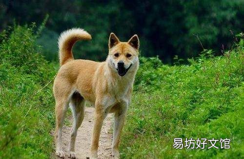 土狗是什么品种