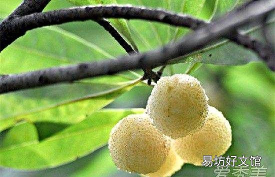 杨梅要用什么水泡,杨梅放盐还是放糖好吃