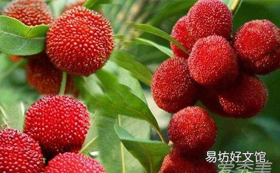 杨梅要用什么水泡,杨梅放盐还是放糖好吃