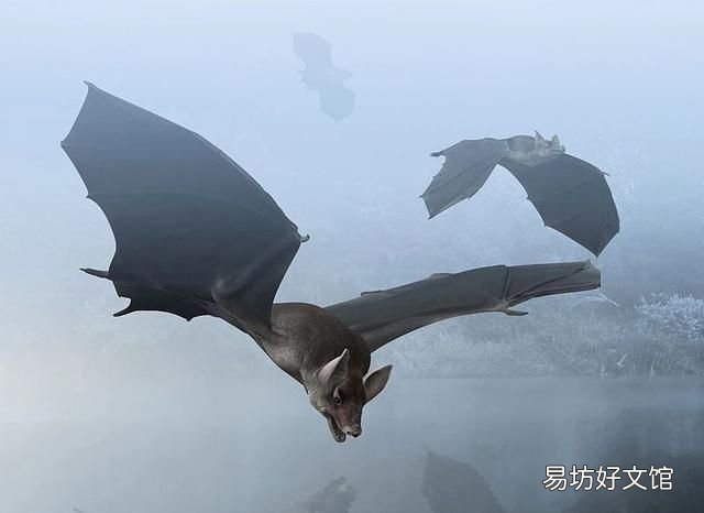 翼龙翅膀和蝙蝠翅膀有什么区别 蝙蝠的祖先是什么照片