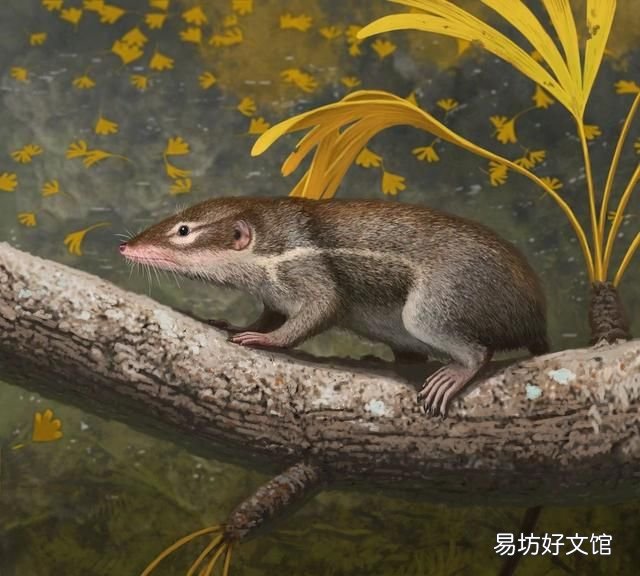 翼龙翅膀和蝙蝠翅膀有什么区别 蝙蝠的祖先是什么照片
