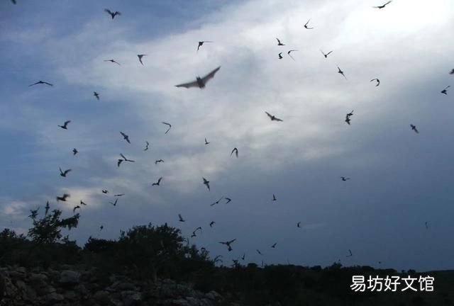 翼龙翅膀和蝙蝠翅膀有什么区别 蝙蝠的祖先是什么照片