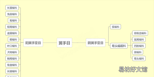 翼龙翅膀和蝙蝠翅膀有什么区别 蝙蝠的祖先是什么照片