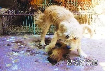 黄鼠狼最怕什么? 黄鼠狼怕什么