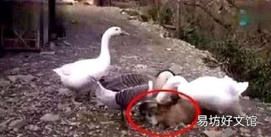 黄鼠狼最怕什么? 黄鼠狼怕什么