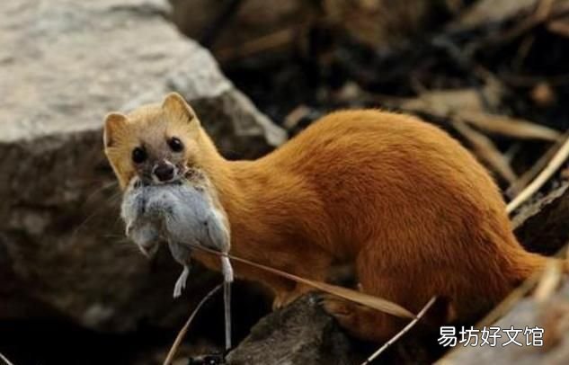 黄鼠狼最怕什么? 黄鼠狼怕什么