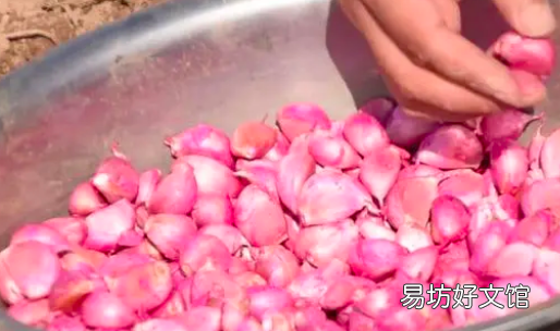 蒜苗怎么种植在家,室内怎么种蒜苗最好