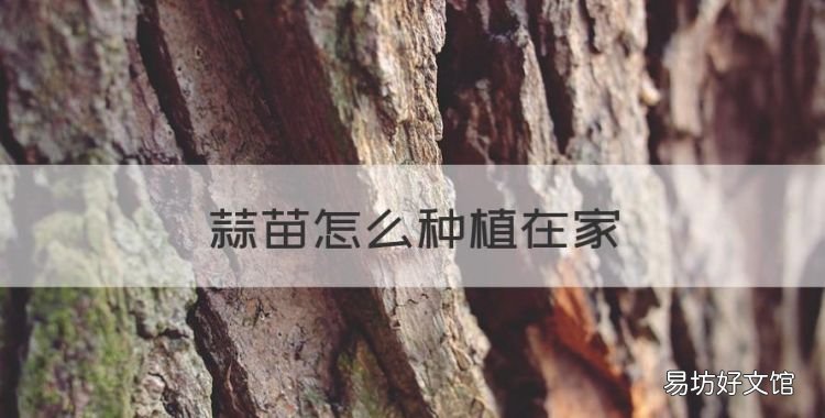蒜苗怎么种植在家,室内怎么种蒜苗最好