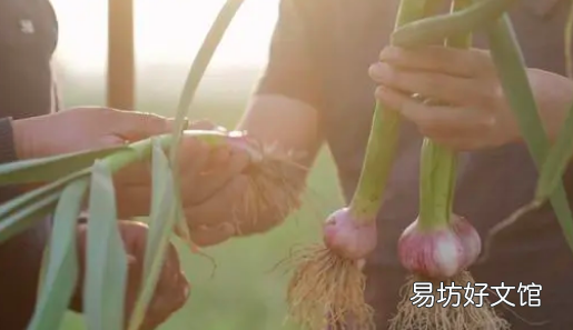 蒜苗怎么种植在家,室内怎么种蒜苗最好