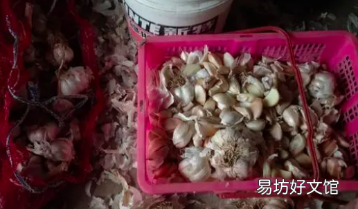 蒜苗怎么种植在家,室内怎么种蒜苗最好