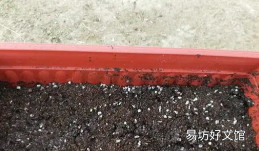 蒜苗怎么种植在家,室内怎么种蒜苗最好