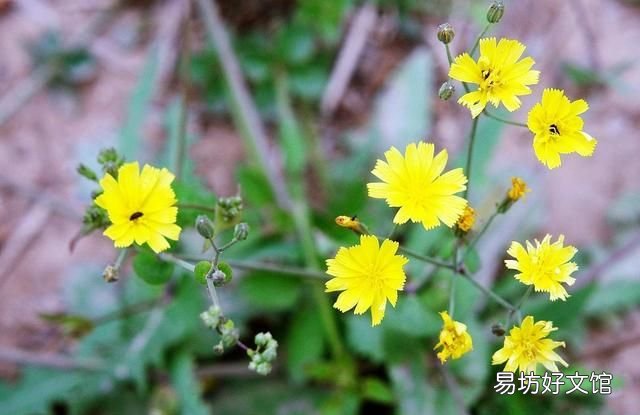古人留下的農諺“小滿行冬令，必定有災荒”，是什么意思呢？
