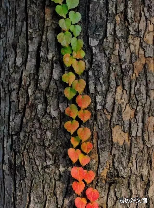 今年教师节,如果用一句话表达对老师的祝福,你会说什么
