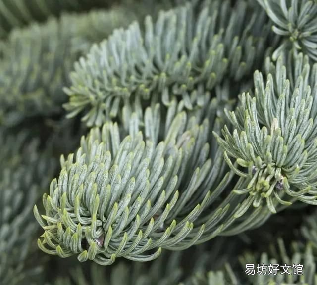 诺贝松,来自松乡雪国的圣诞节日问候 | 壹木星球 No.12