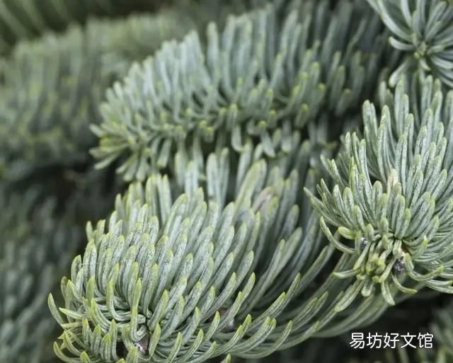 诺贝松,来自松乡雪国的圣诞节日问候 | 壹木星球 No.12