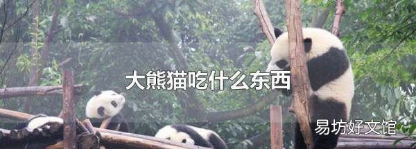 大熊猫的食物吃什么,大熊猫吃什么他们的食物有什么特别之处