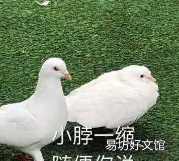 本命年是属相年还是属相年前一年