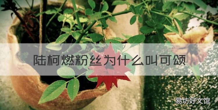 陆柯燃粉丝为什么叫可颂,陆柯燃出道了林凡怎么办