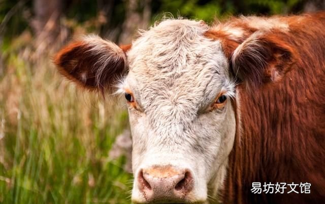牛下水怎么做才好吃