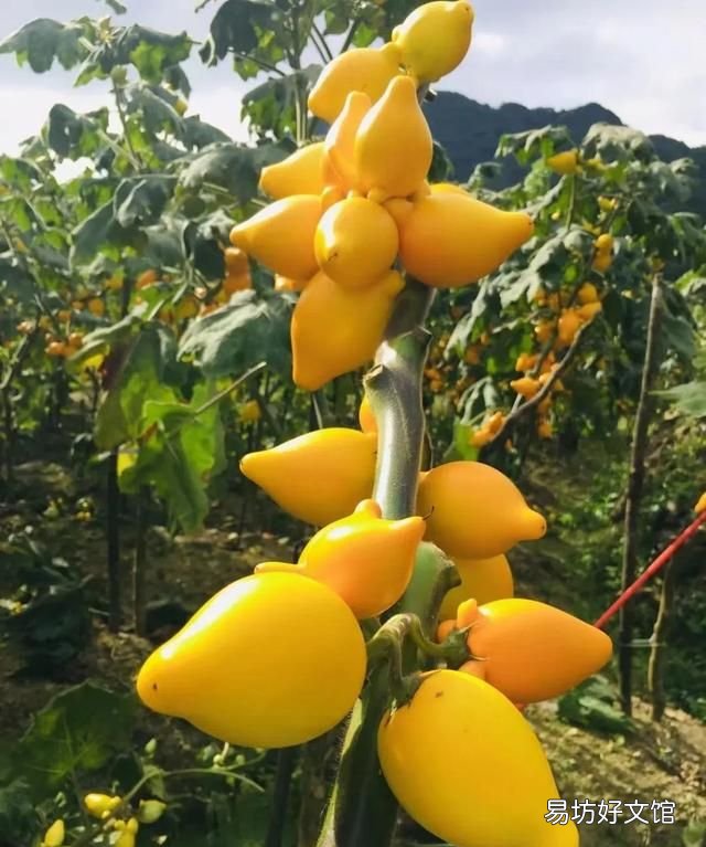代代果的花有什么功效