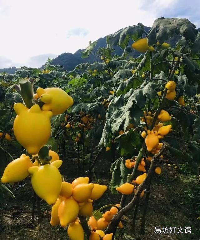 代代果的花有什么功效