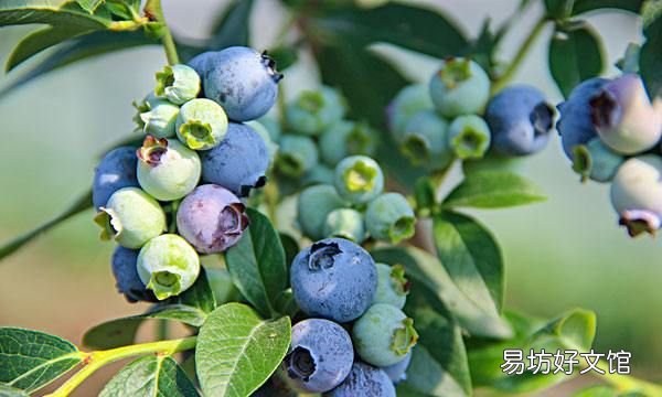 速攻蓝莓怎么吃,蓝莓怎么吃好吃