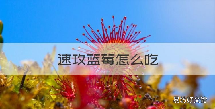 速攻蓝莓怎么吃,蓝莓怎么吃好吃