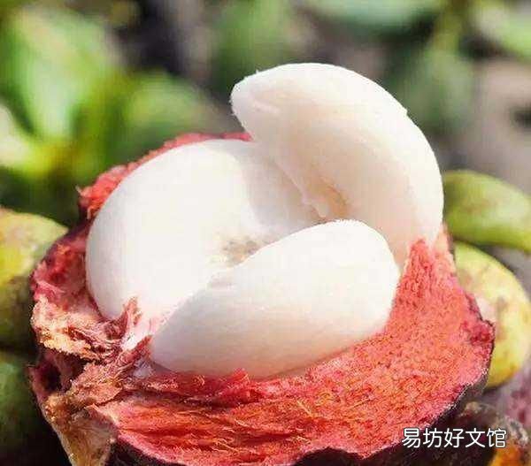 山竹公母怎么挑选