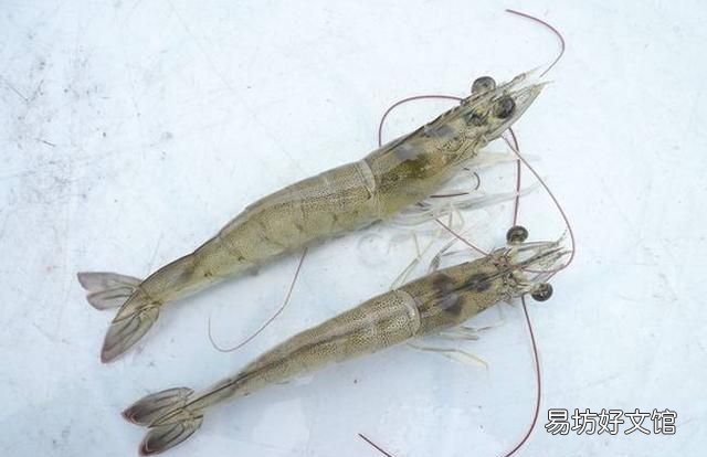 基围虾是海虾吗,基围虾到底是什么虾