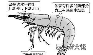 基围虾是海虾吗,基围虾到底是什么虾