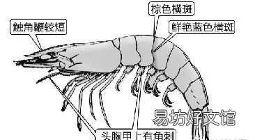 基围虾是海虾吗,基围虾到底是什么虾