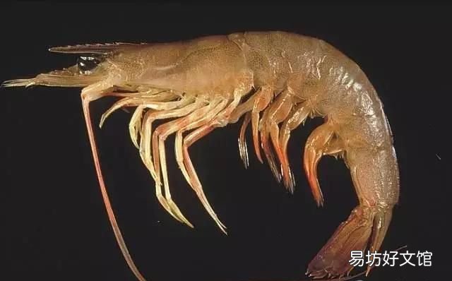 基围虾是海虾吗,基围虾到底是什么虾