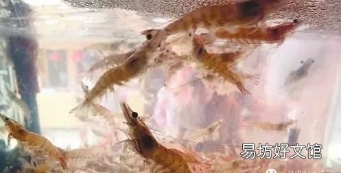 基围虾是海虾吗,基围虾到底是什么虾