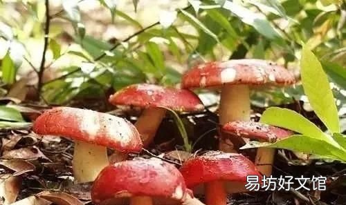 广西十大特产 广西特产
