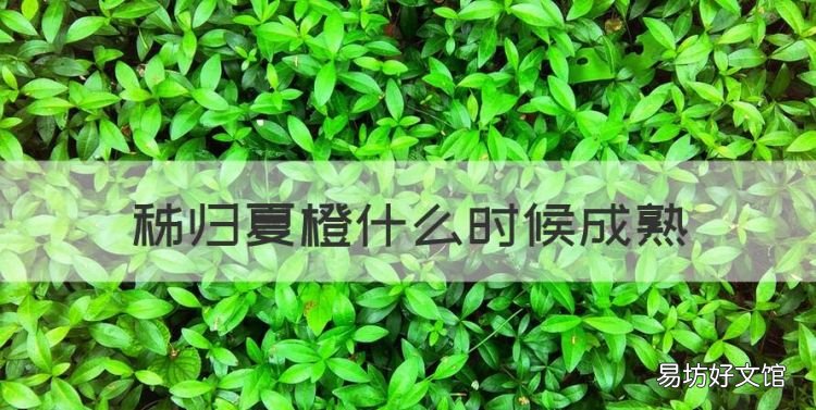 秭归夏橙什么时候成熟,一年四季有鲜橙简写字