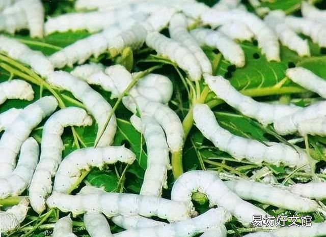 蚕吐丝的过程发生在什么时候