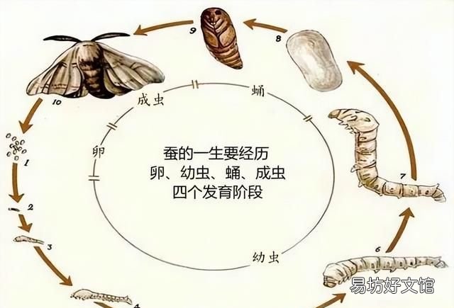 蚕吐丝的过程发生在什么时候