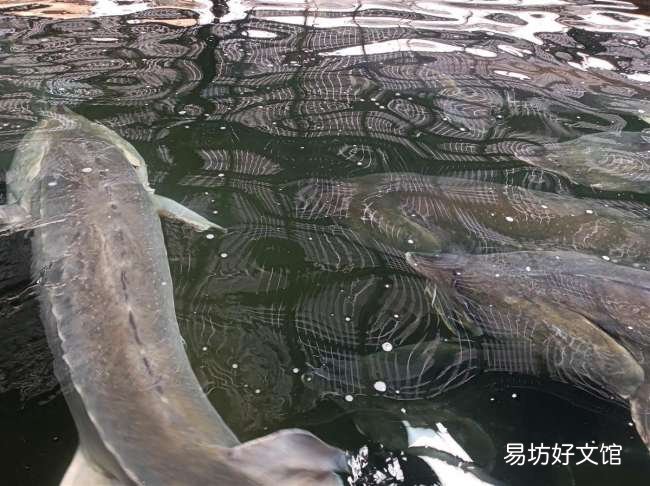揭晓最新国内鱼子酱价格一览 正宗鱼子酱多少钱一克