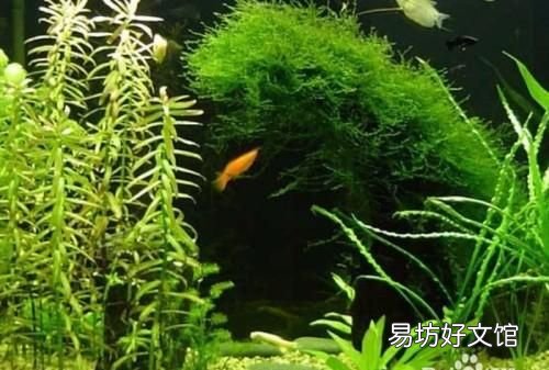 掉进水里不会游泳怎么办