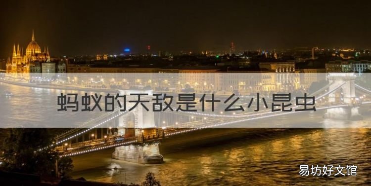 蚂蚁的天敌是什么,蚂蚁的天敌是什么小昆虫