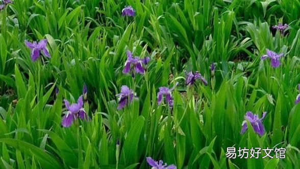为什么竹子属于草本植物