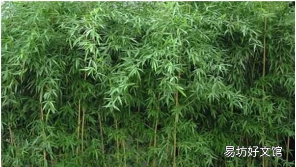 为什么竹子属于草本植物